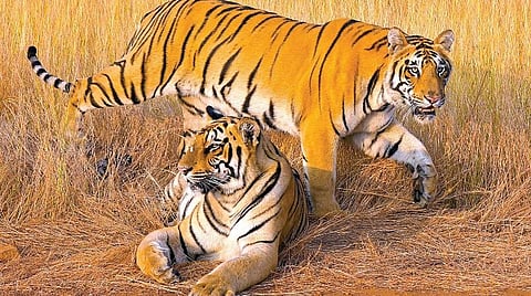 உலகம் - நாளை - நாம் - 9: இந்தியாவின் ‘டைனசர் பார்க்’!