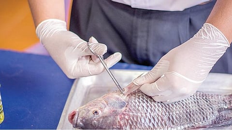 ஈசியா நுழையலாம்! - 12: மீன்வள அறிவியல் படித்தும் மின்னலாம்!