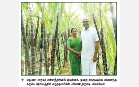 மதுரை அருகே ஜீரோ பட்ஜெட் விவசாயத்தை பின்பற்றி இயற்கை விவசாயத்தில் அசத்தும் மருத்துவ தம்பதி