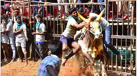 மதுரை அவனியாபுரத்தில் நடந்த ஜல்லிக்கட்டுப் போட்டியில் காளையை அடக்கும் வீரர்கள் | படங்கள்: எஸ்.கிருஷ்ணமூர்த்தி