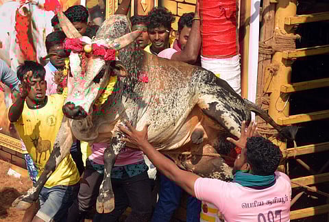 திருச்சி மாவட்டம் சூரியூர் ஜல்லிக்கட்டில் வாடிவாசலில் இருந்து துள்ளிக்குதித்து வெளியே வரும் காளை