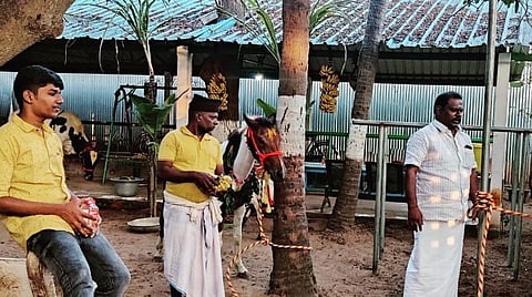 கும்பகோணத்தில் ஒட்டகம், குதிரை, ஜல்லிக்கட்டுக் காளைக்கு பொங்கல் வைத்து வழிபாடு