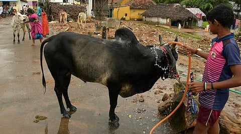 மாட்டு பொங்கல் சென்னையில் கொண்டாட்டம்