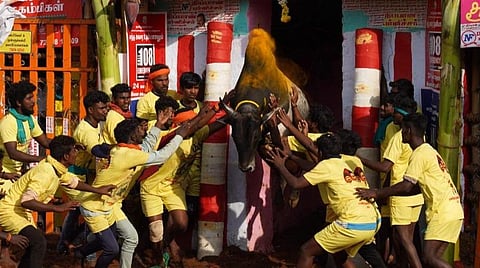 மதுரை மாவட்டம் பாலமேட்டில் நேற்று நடந்த ஜல்லிக்கட்டில் அடக்குவதற்காக மல்லுக்கு நின்ற இளைஞர்களை நோக்கி ஆக்ரோஷமாக சீறிப் பாய்கிறது காளை