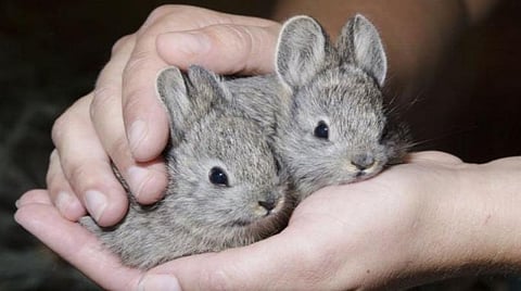 மிகச் சிறிய முயல்