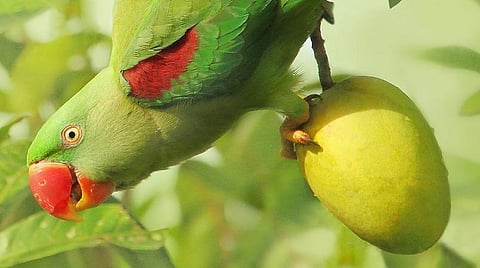 மரத்தைக் காத்த மினி! - ஜி. சுந்தரராஜன்