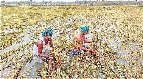 தஞ்சாவூர் மாவட்டம் ஆம்பலாபட்டு கிராமத்தில் மழைநீரில் மூழ்கிய சம்பா நெற்கதிர்களை வேதனையுடன் பார்க்கும் விவசாயிகள்.