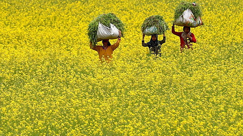 மரபணு மாற்றப்பட்ட கடுகு பயிருக்கு அனுமதி - மத்திய அரசுக்கு எதிராக 9-ம் தேதி போராட்டம்