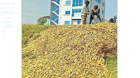 உரிய விலை கிடைக்காததால், ஓசூர் அருகே ஆவலப்பள்ளியில் சாலை யோரங்களில் முள்ளங்கியைக் கொட்டும் விவசாயிகள்.