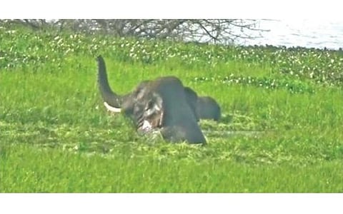 ஓசூர் அருகே கர்னூர் ஏரியில் ஆனந்த குளியல் போட்ட யானைகள்.