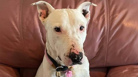 நரிக்கூட்டத்துடன் வளர்ந்த நாய்!