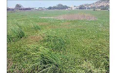 ஆகாயத் தாமரை மற்றும் செடிகளால் ஆக்கிரமிக்கப்பட்டுள்ள கிருஷ்ணகிரி சின்ன ஏரி