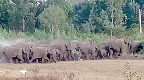 வனத் துறையினரின் நடவடிக்கையால், சானமாவு பகுதியிலிருந்து தேன்கனிக்கோட்டை வனப் பகுதிக்கு இடம் பெயர்ந்த யானைகள்.