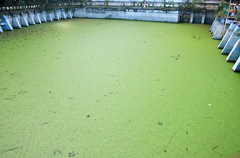 மதுரை மாநகராட்சி சுற்றுச்சூழல் பூங்காவில் ஆண்டு கணக்கில் தேங்கிய மழைநீர் - பச்சை நிறமாக மாறிய படகு குழாம்