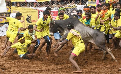 ஆண்டில் ஒருமுறைதான் ஜல்லிக்கட்டுக்கு அனுமதி - உயர் நீதிமன்றத்தில் அரசு தகவல்