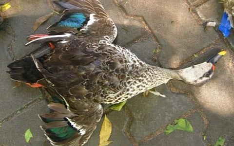 பாகூர் அருகே 400-க்கும் மேற்பட்ட வாத்துகள் இறப்பு