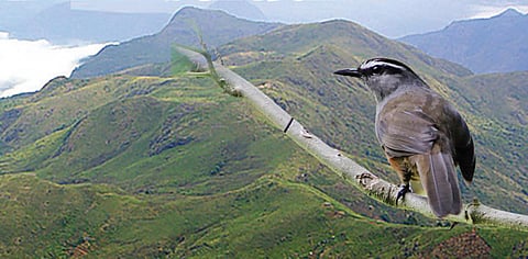 பழனி மலைத் தொடர் பறவைகள் காப்பாற்றப்படுமா?