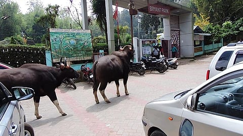 கொடைக்கானல் பிரையண்ட் பூங்கா பகுதியில் சுற்றுலாப்பயணிகளை அச்சுறுத்தும் வகையில் உலாவந்த காட்டுமாடுகள்