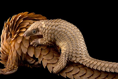 பிப்ரவரி 18 - உலக அலங்கு நாள் 2023: அலங்குகளைக் காப்போம்