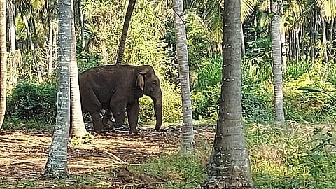 மீண்டும் ஊருக்குள் புகுந்த மக்னா காட்டு யானை: பொள்ளாச்சியில் இரண்டு குழுக்கள் கண்காணிப்பு