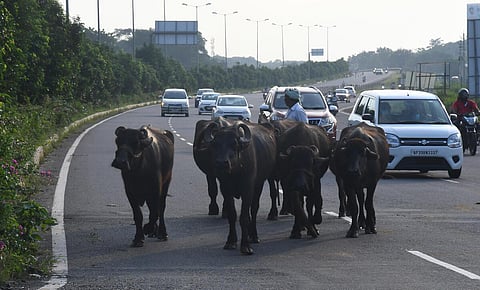நெடுஞ்சாலைகளில் மாடுகள் | கோப்புப் படம்