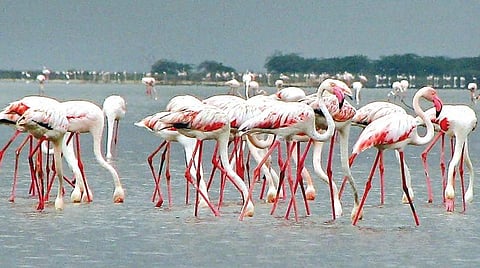 பழவேற்காடு ஏரி: மறுசீரமைக்கப்பட்டு காக்கப்படுமா?