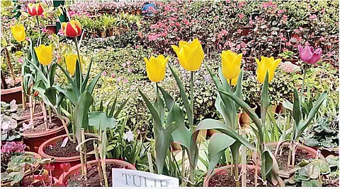 உதகை தாவரவியல் பூங்காவில் நடவு செய்யப்பட்டு மலர்ந்துள்ள துலிப் மலர்கள். படம்: ஆர்.டி.சிவசங்கர்