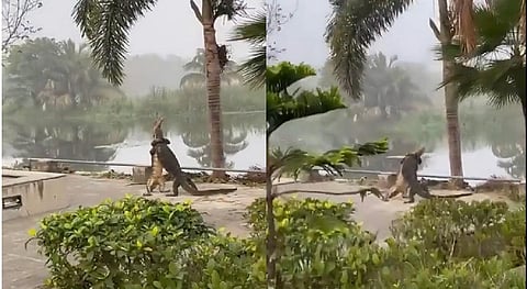 இது விலங்குகளின் குஸ்தி | கட்டிப் பிடித்துக் காதலா, சண்டையா? - வீடியோ