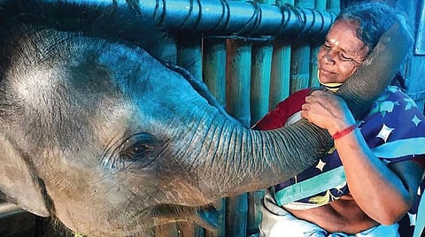 எலிஃபன்ட் விஸ்பரர்ஸ்: ஒரு மாற்றுப் பார்வை