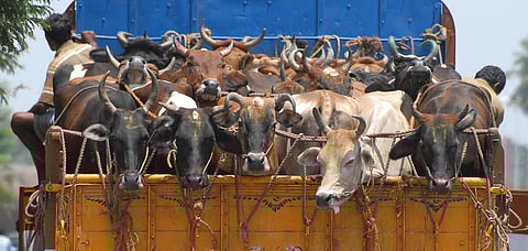 உ.பி.யில் லாரியில் பசுக்கள் ஏற்றிவந்தவர் மீது துப்பாக்கிச்சூடு