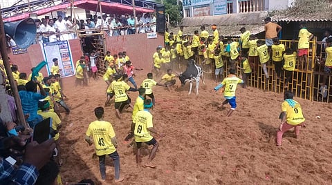 அரியலூர் மாவட்டம் திருமானூரில் நடைபெற்ற ஜல்லிக்கட்டில் காளையை அடக்க முயலும் வீரர்கள்