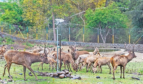 கடமான் கூண்டுக்குள் கோடை வெயிலுக்காக அமைக்கப்பட்டுள்ள நீர் தெளிப்பான். படம் எஸ்.குரு பிரசாத்