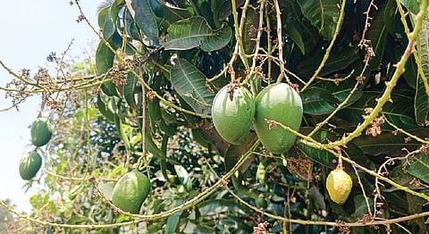 ராயக்கோட்டை அருகே மாந்தோட்டத்தில் உள்ள மரத்தில் குறைந்த எண்ணிக்கையில் காய்கள் பிடித்துள்ள நிலையில், பிஞ்சிலேயே வெதும்பியுள்ள மாம்பிஞ்சு.