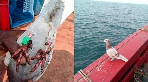 புறாவின் கால்களில் கட்டப்பட்டுள்ள கேமராவைக் காட்டும் மீனவர்கள்.