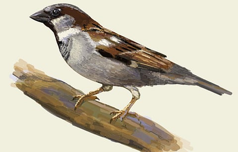 சிட்டுக்குருவிகள் நாள்: உண்மை என்ன?