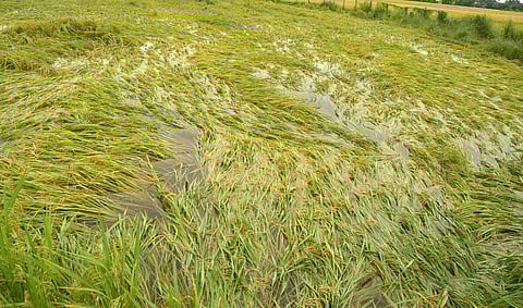 சேதம் அடைந்த பயிர்கள் | கோப்புப் படம்