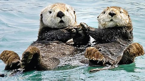 டிங்குவிடம் கேளுங்கள்: கடல்நீர்நாய் தூங்கும்போது கைகளைப் பிடித்துக்கொள்வது ஏன்?