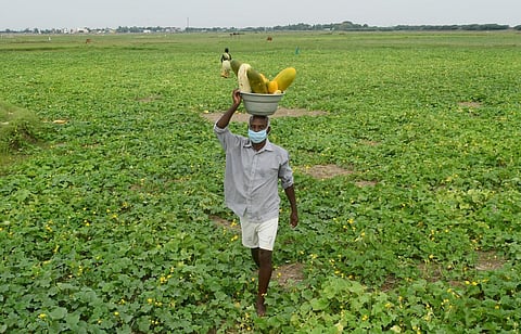 10 லட்சம் குடும்பங்களுக்கு ரூ.15 கோடியில் பழச்செடிகள்