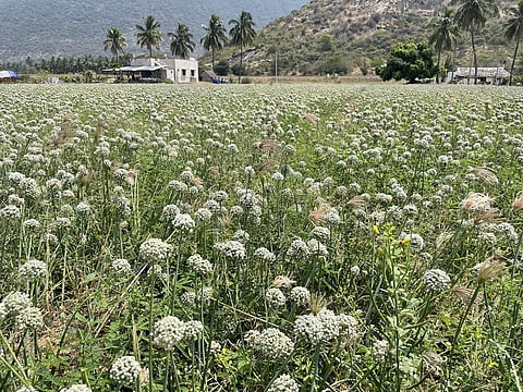 ஒட்டன்சத்திரம் | பூத்துக்குலுங்கும் சின்ன வெங்காயப் பூக்கள்: ஒரு கிலோ விதை ரூ.3,000-க்கு விற்பனை