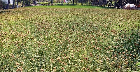 பர்கூர் பகுதியில் சாகுபடி செய்யப்பட்டுள்ள ராகி பயிர் செழித்து வளர்ந்து பசுமையாகக் காட்சியளிக்கிறது.