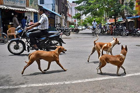 கோவையில் 5,000 தெருநாய்களுக்கு கருத்தடை அறுவை சிகிச்சை செய்ய முடிவு
