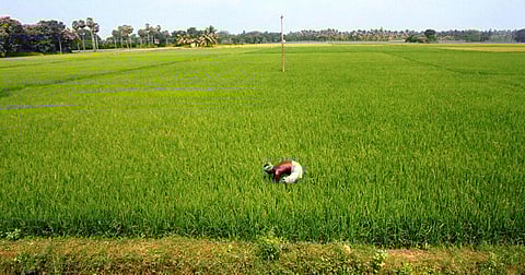 காவிரி டெல்டா பகுதி | கோப்புப் படம்