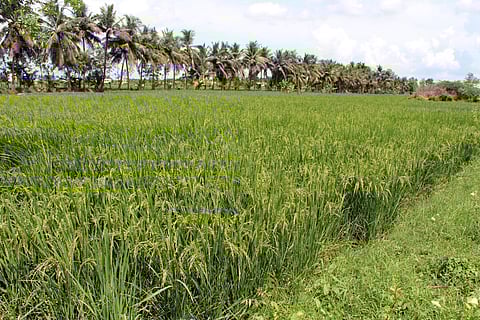 டெல்டா மாவட்டங்களில் புதிய நிலக்கரி சுரங்கம் அமைக்க எதிர்ப்பு - திட்டத்தை கைவிட மத்திய அரசுக்கு தமிழக கட்சிகள் கோரிக்கை