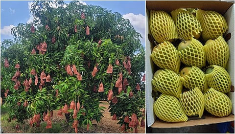 கருங்குளம் விவசாயி மு.முருகேசன் தனது அல்போன்சா மா மரங்களில் விளைச்சல் பாதிக்காமல் இருக்க ‘பழுப்புநிற காகித போர்த்தி தொழில்நுட்பத்தை கடைபிடித்துள்ளார்.