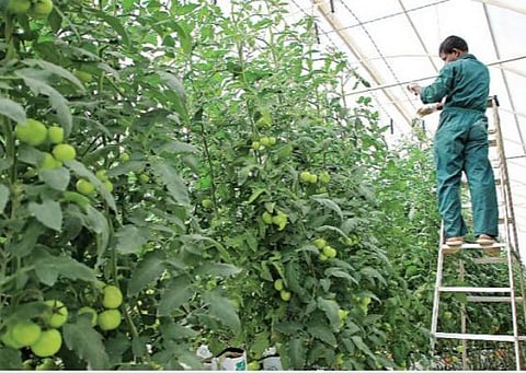 தோட்டக்கலை துறையை வேளாண் துறையுடன் இணைக்கும் முடிவு கைவிடப்படுமா? - விவசாயிகள், அலுவலர்கள் எதிர்பார்ப்பு