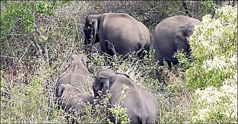 கொடைக்கானல் பேரிஜம் ஏரி பகுதியில் சுற்றித்திரியும் யானைகள்.