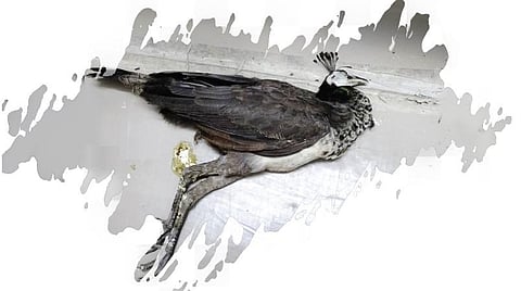 படம்: வெ.கிருபாநந்தினி