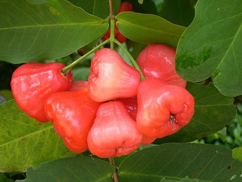 பழநிக்கு வாட்டர் ஆப்பிள் வரத்து அதிகரிப்பு: ஒரு கிலோ ரூ.160-க்கு விற்பனை