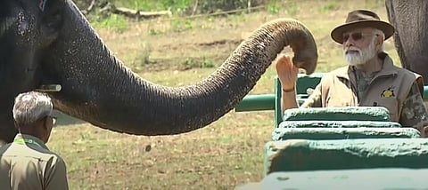 யானைக்கு உணவளிக்கும் பிரதமர் மோடி.