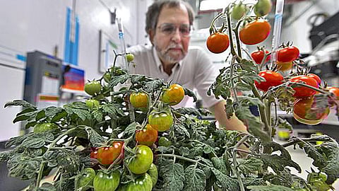 கென்னடி விண்வெளி மைய ஆய்வுக் கூடத்தில் விளைவிக்கப்பட்ட தக்காளி செடிகள் | கோப்புப்படம்